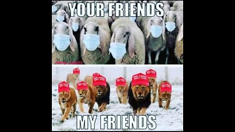 There is a reason thses videos are being made. sheep pox on the rise