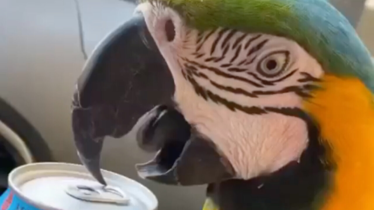 Parrot opens the can with its beak