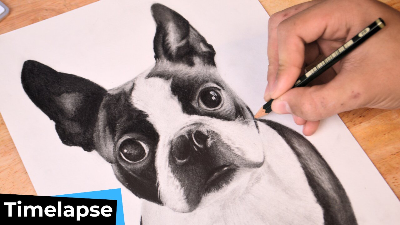 BOSTON TERRIER DOG DRAWING TIMELAPSE