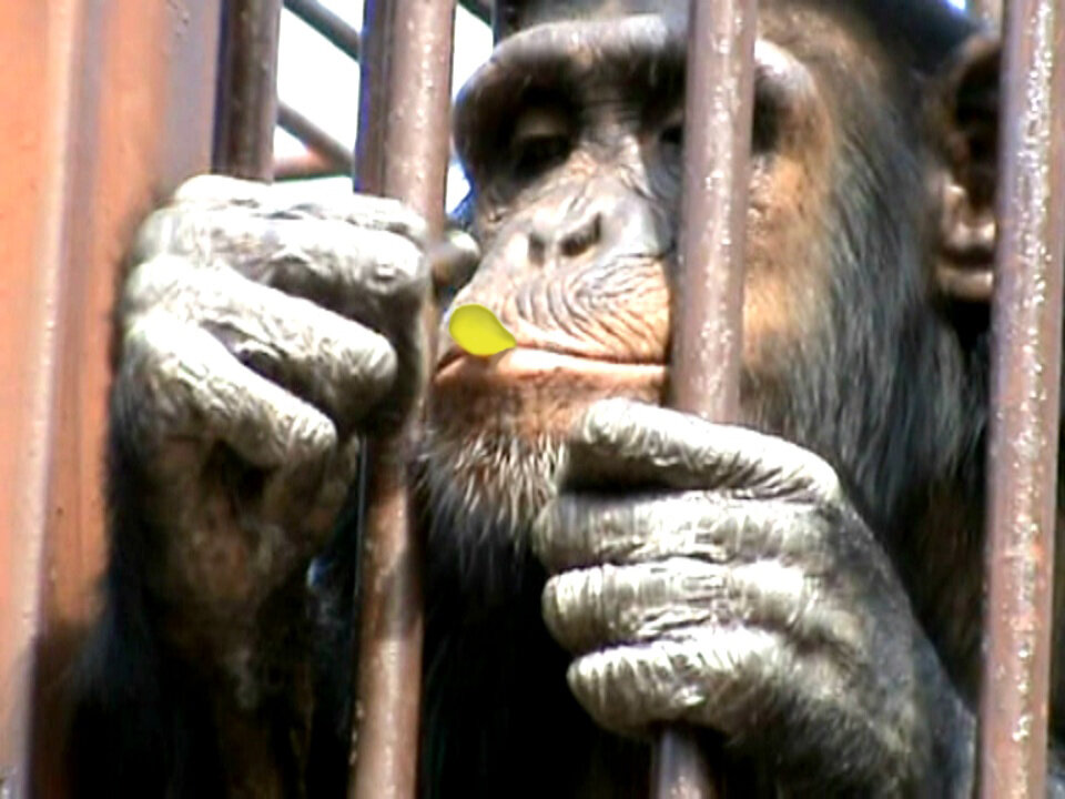 Chimpanzee catches a puffcorn with one hand