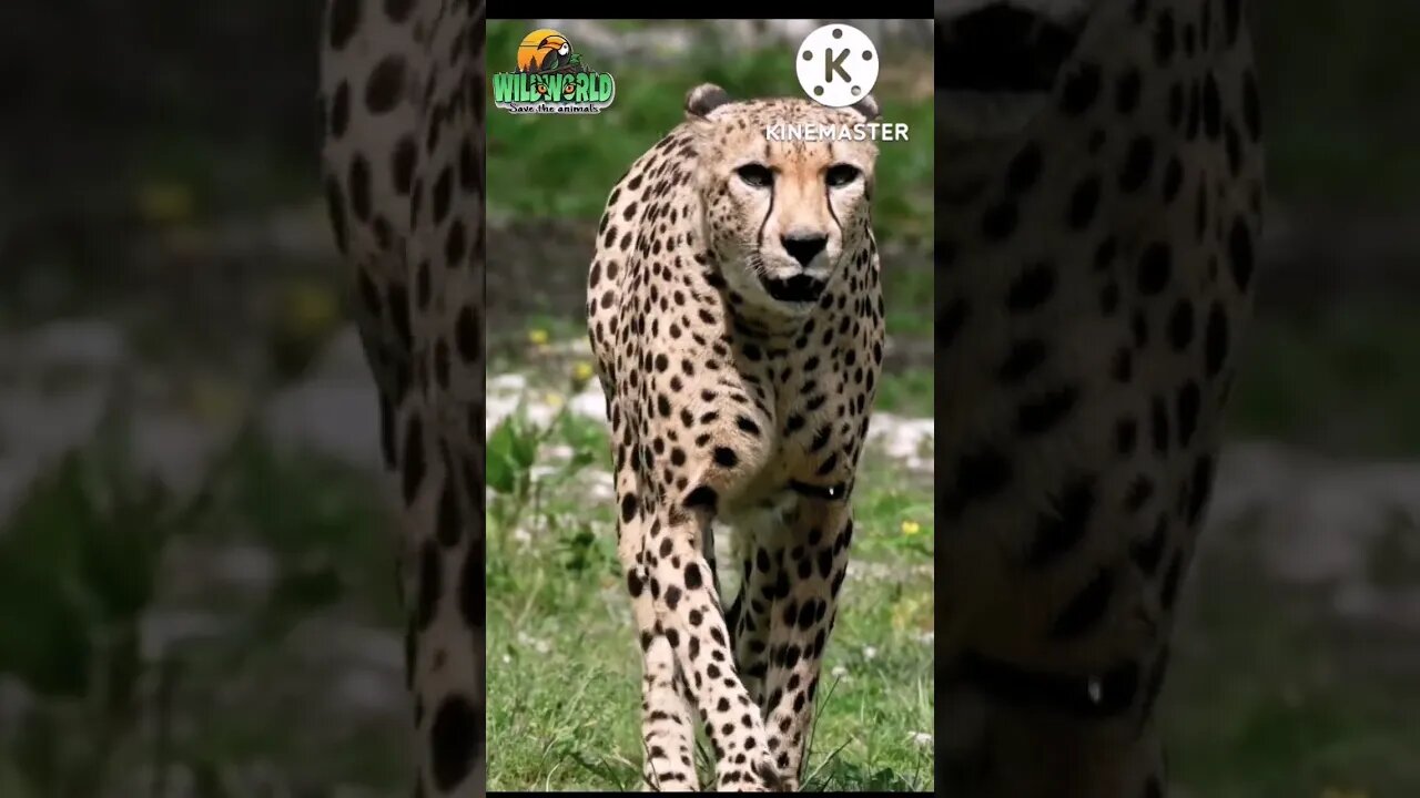 #cheetah