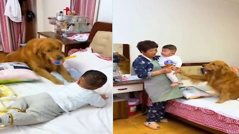 🔥Smart dog 🔥caring baby💖I love dog