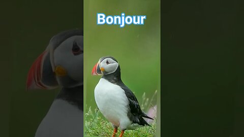 Hé bonjour, bonjour la vie