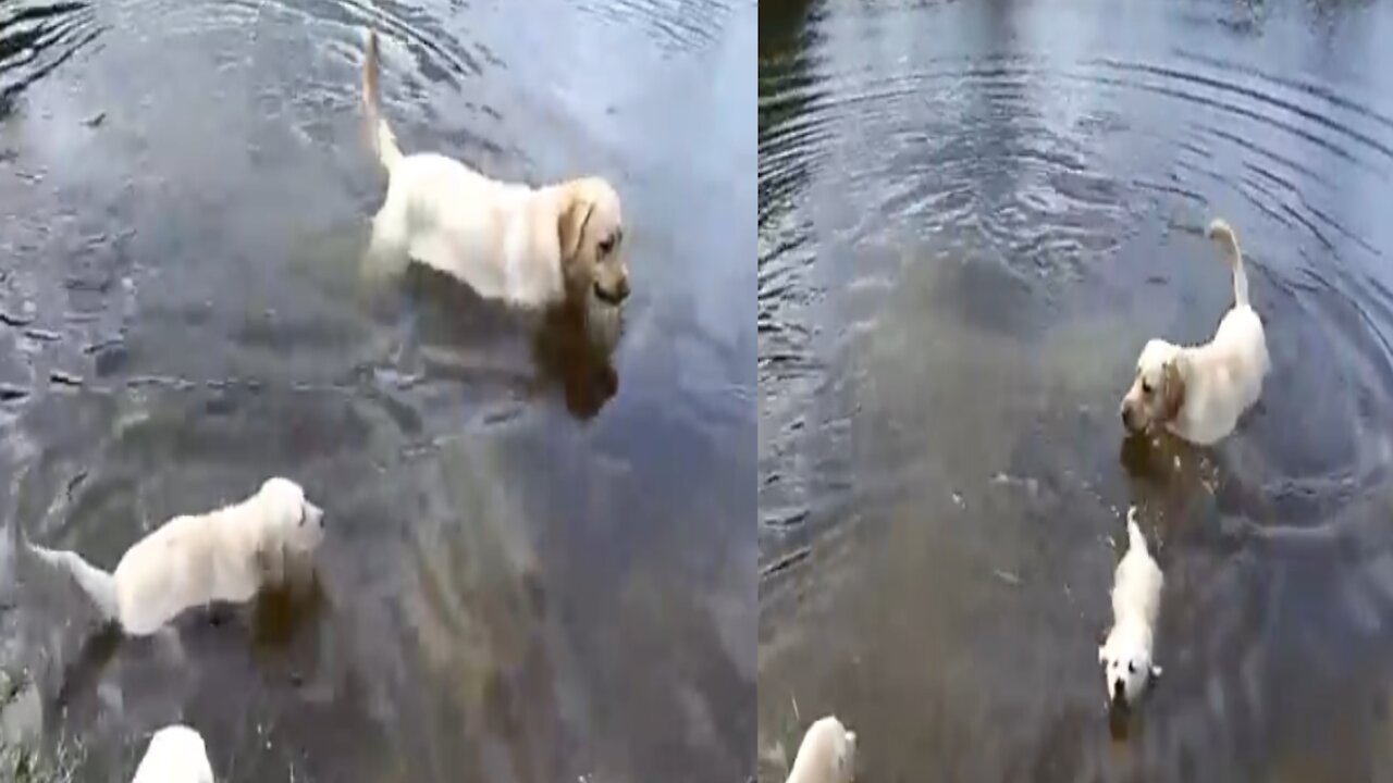 Labrador father teaches His Little puppies to swim