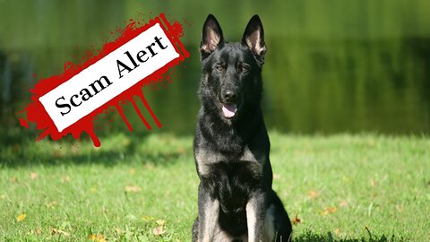 Know this before Buying a Protection Dog