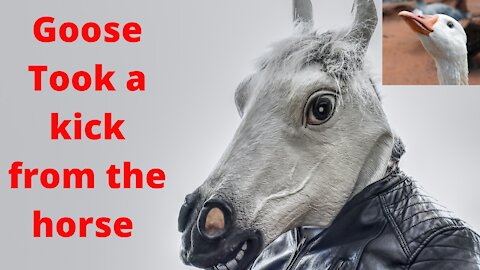 Goose wanted to get his horse running and it went bad took a kick from the horse