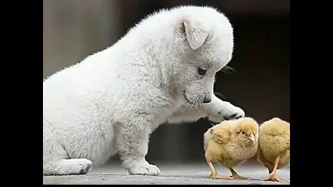 Adorable Puppy Playing with Baby Chicks Will Make You Feel Better.