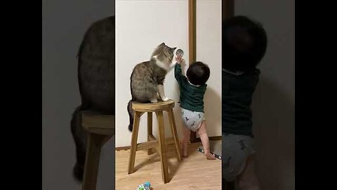 😺 Cat Care Cute Baby