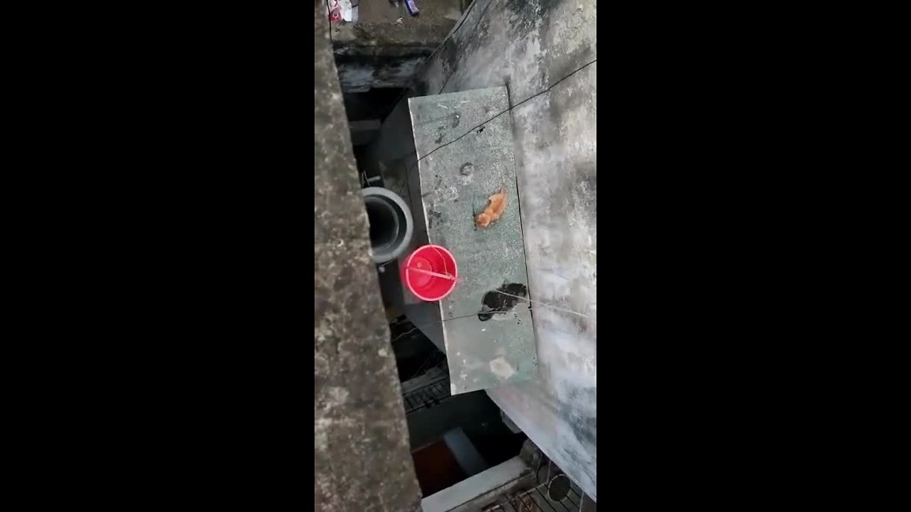 Heroic kitten rescue from dangerous building ledge