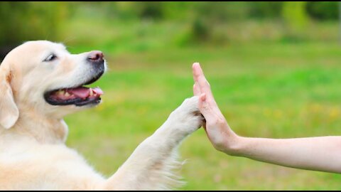 HOW YOU SAFELY TRAIN YOUR DOGS COMPLETELY OFF LEASH!!!