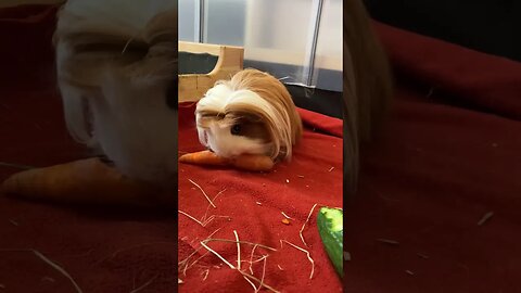Grumpy Guinea pig