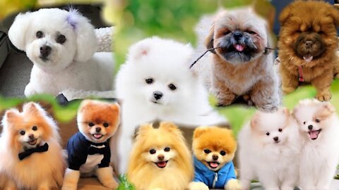 CUTE DOGS Funny and Talented different breed of Puppies Ayen Kim Melgar Vlogs