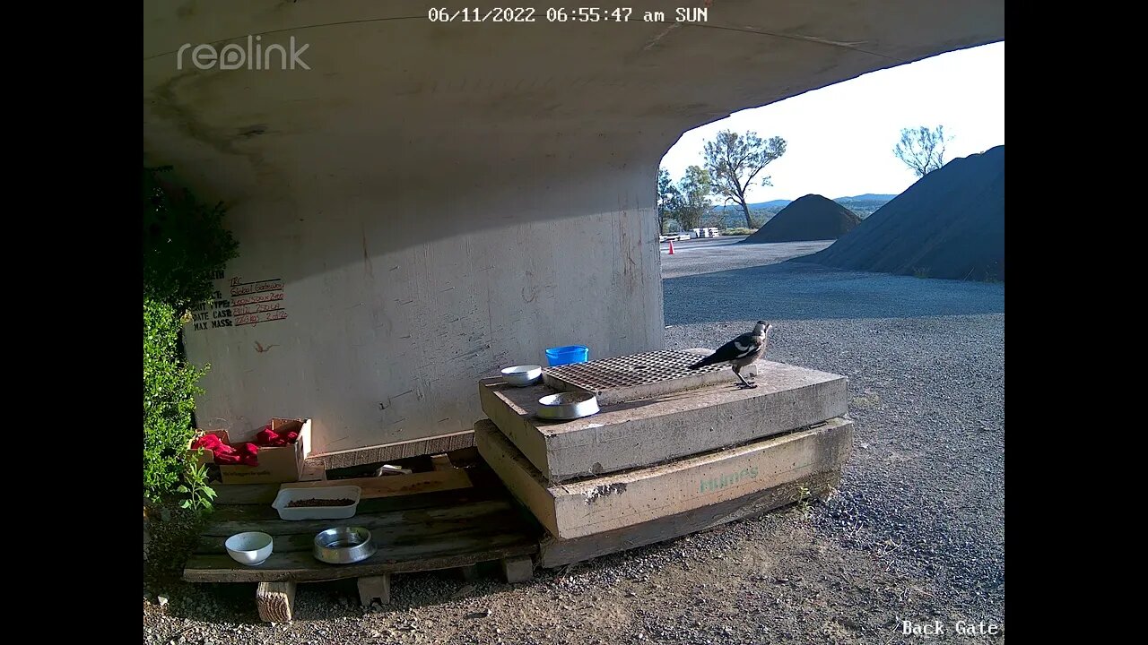 Magpie 6:11 7am