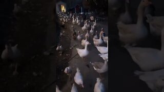 I think they’re hungry…