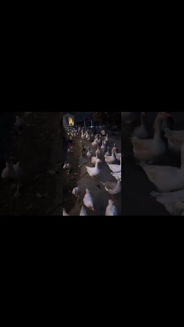 I think they’re hungry…