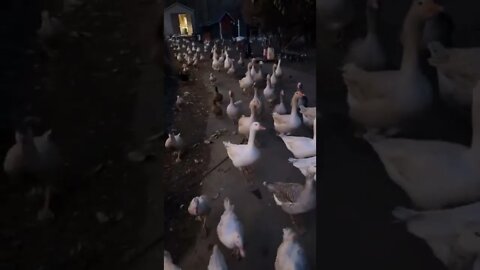 I think they’re hungry…