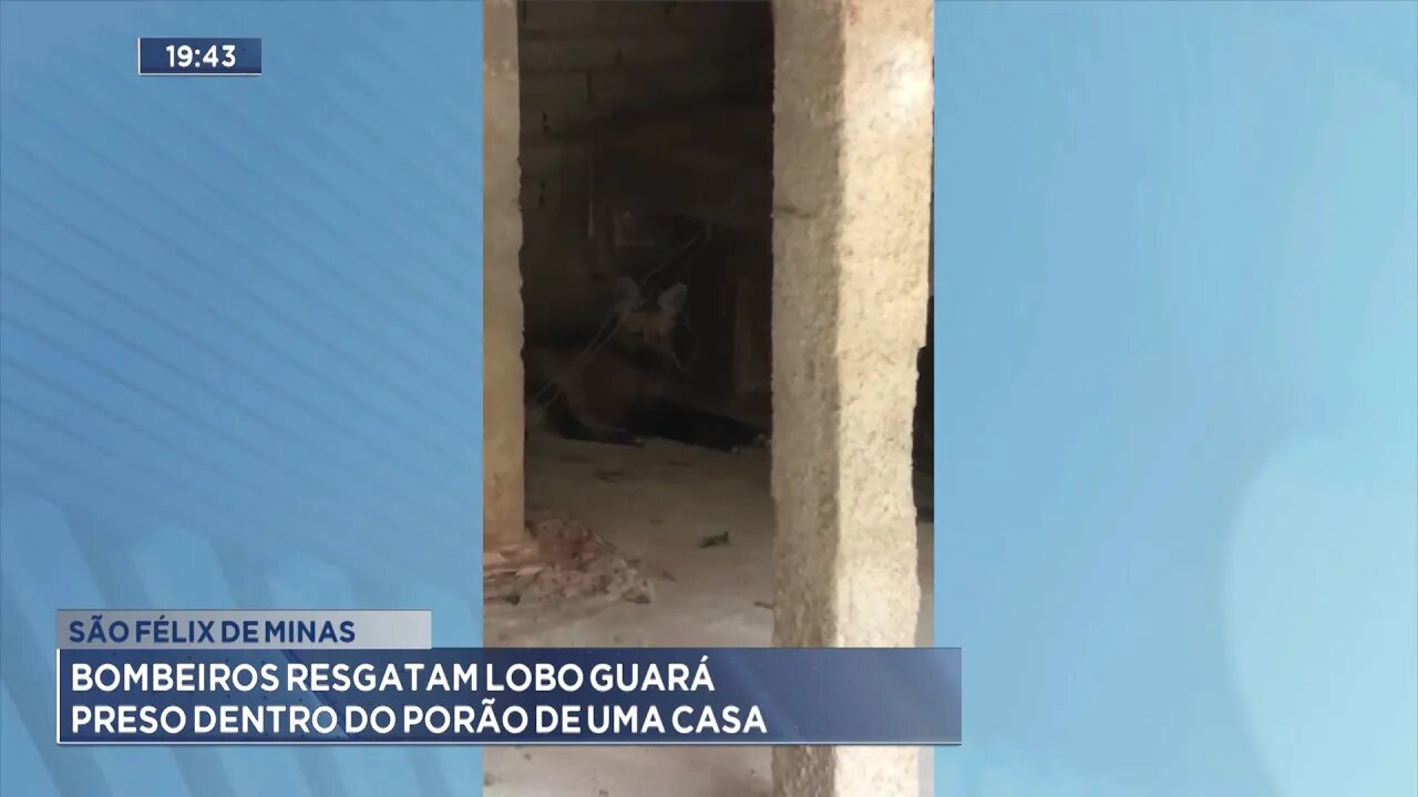 São Félix de Minas: Bombeiros Resgatam Lobo Guará Preso dentro do Porão de uma Casa.