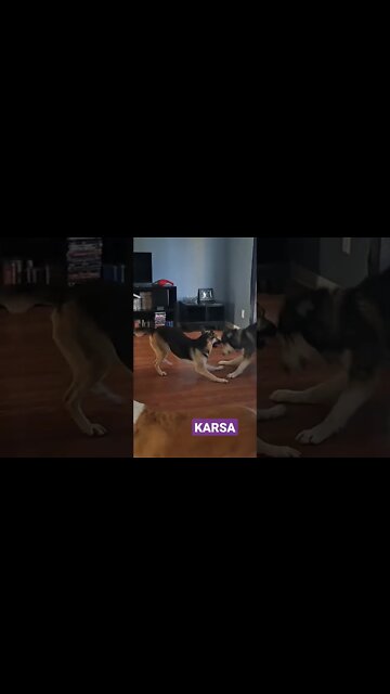 They Call Him Big Willie #shorts #doggo #siberianhusky