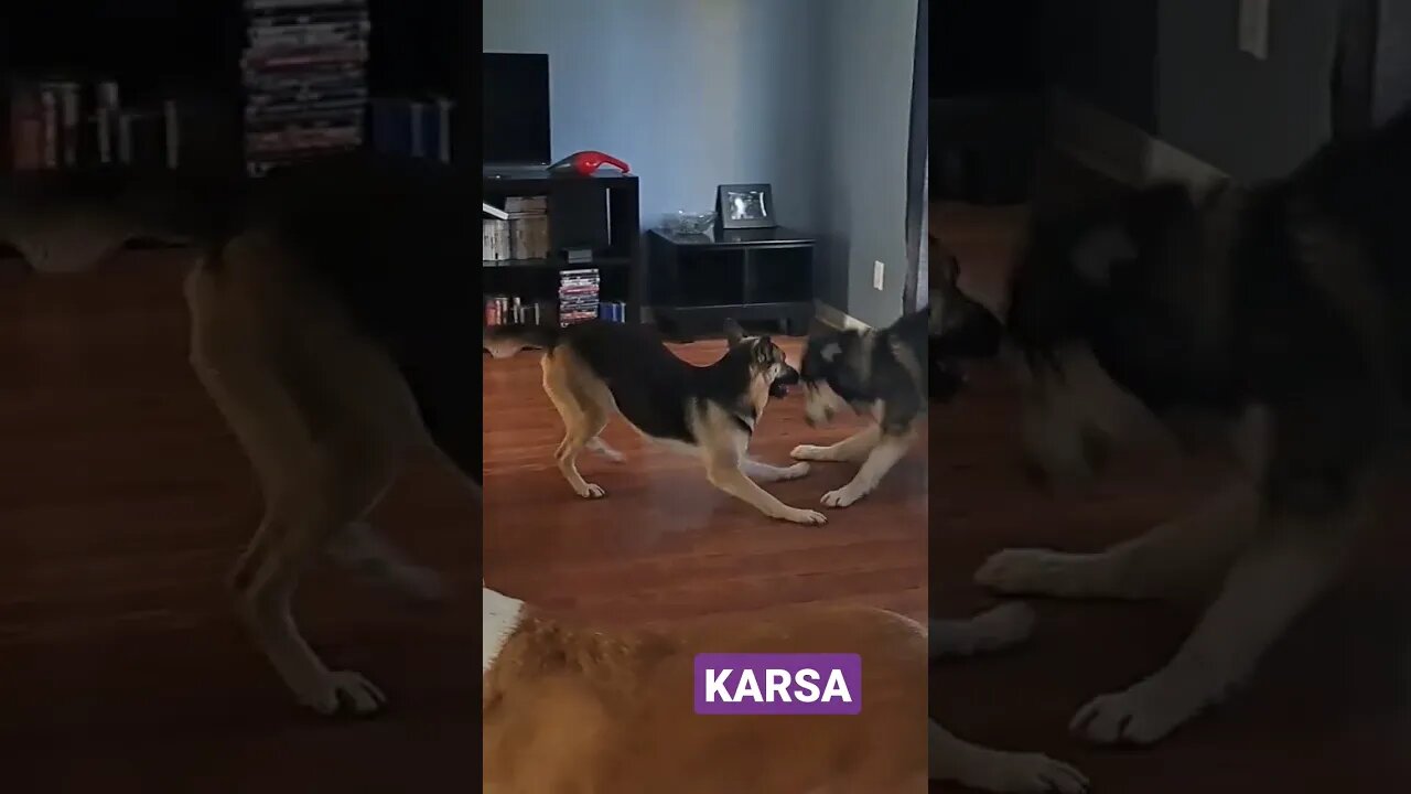 They Call Him Big Willie #shorts #doggo #siberianhusky