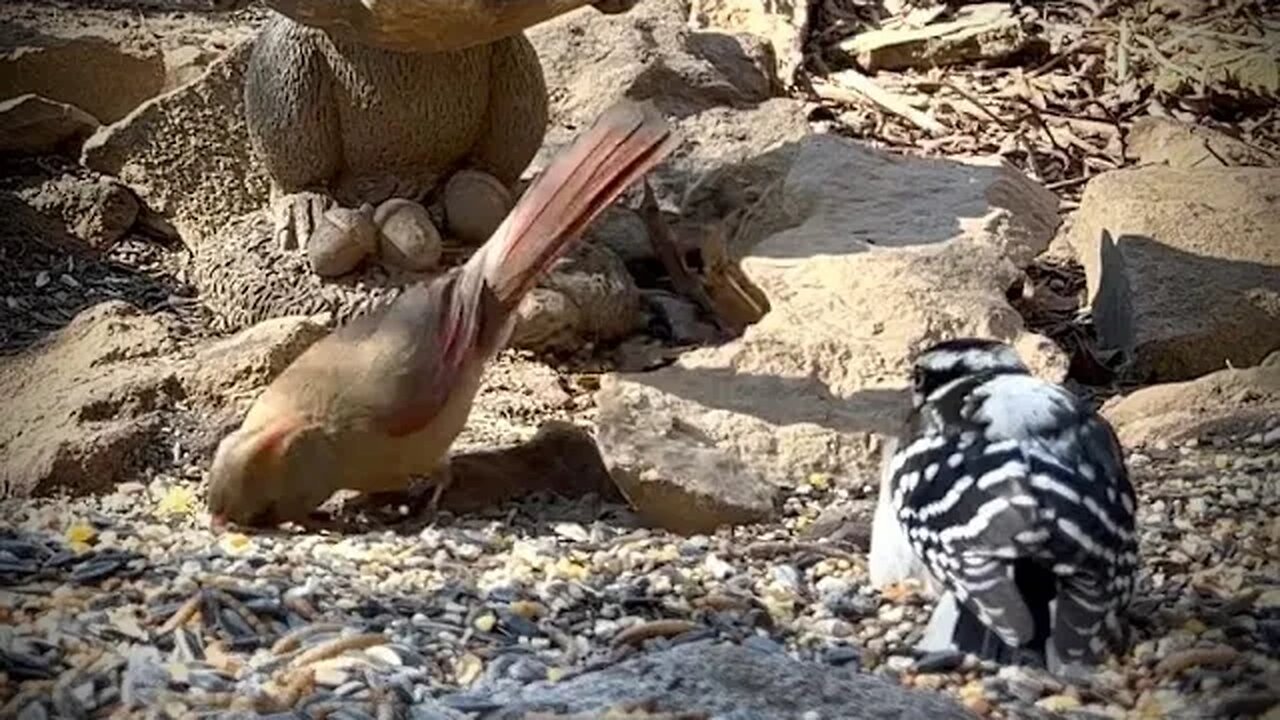 Birds for Cats : CatTV 60