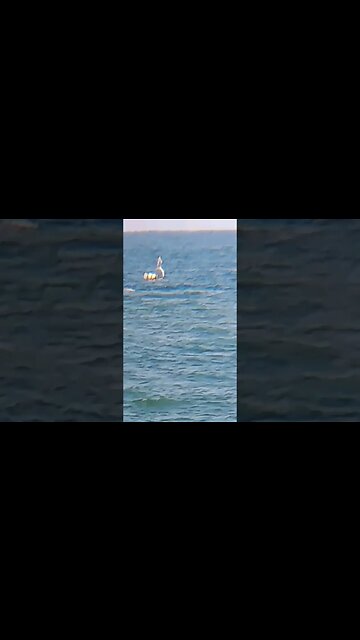 Mistery Creature in the Ocean #mistery #creature #ocean #philippines #shorts