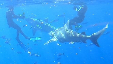 Swimming with wild huge bull sharks