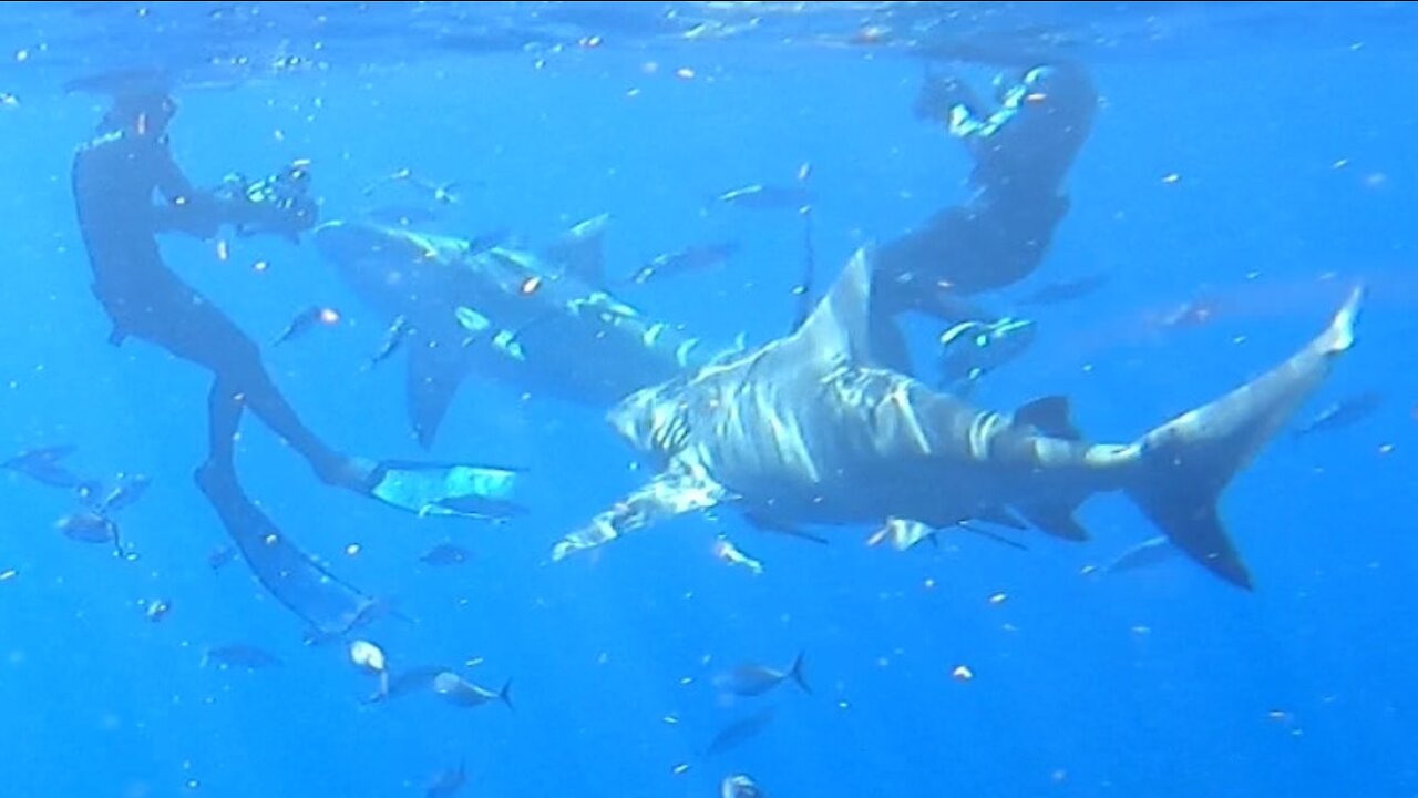 Swimming with wild huge bull sharks