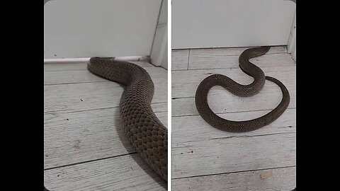 Snake in Home