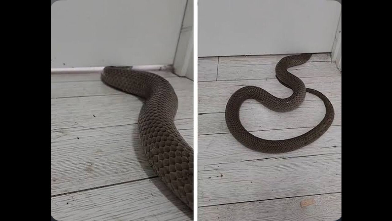 Snake in Home