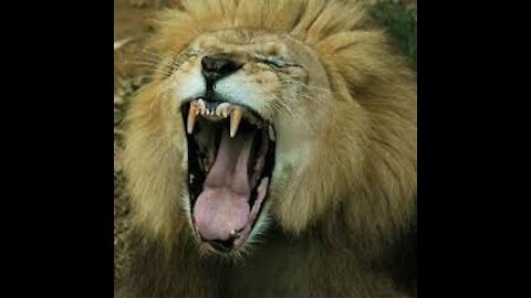 Lion roaring in the zoo