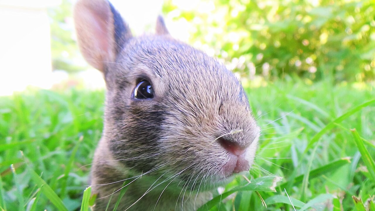 PRECIOUS WILD BABY BUNNIES | Feeding a Baby Cottontail