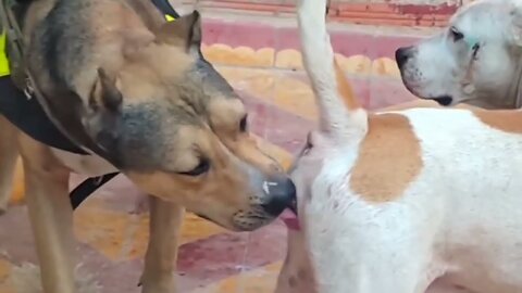 Golden Retriever Becomes Obsessed With The Puppy 🤣