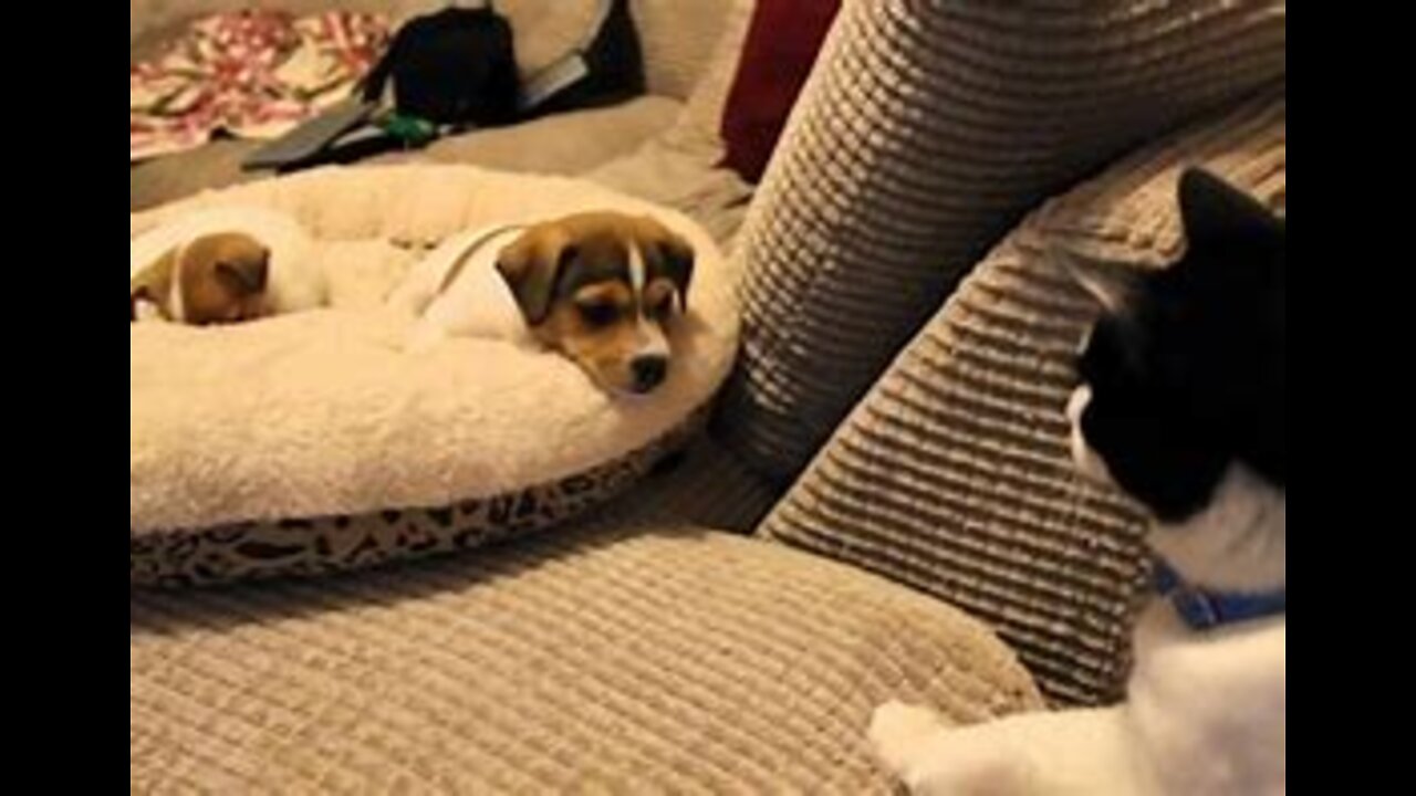 Cat meeting the puppies for the first time.