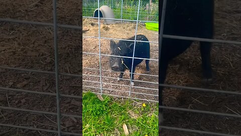 New neighbors 🐷🐓#fy #farming #farmanimals #reels #ytshorts #chickens #pigs #happy #homestead #fyp