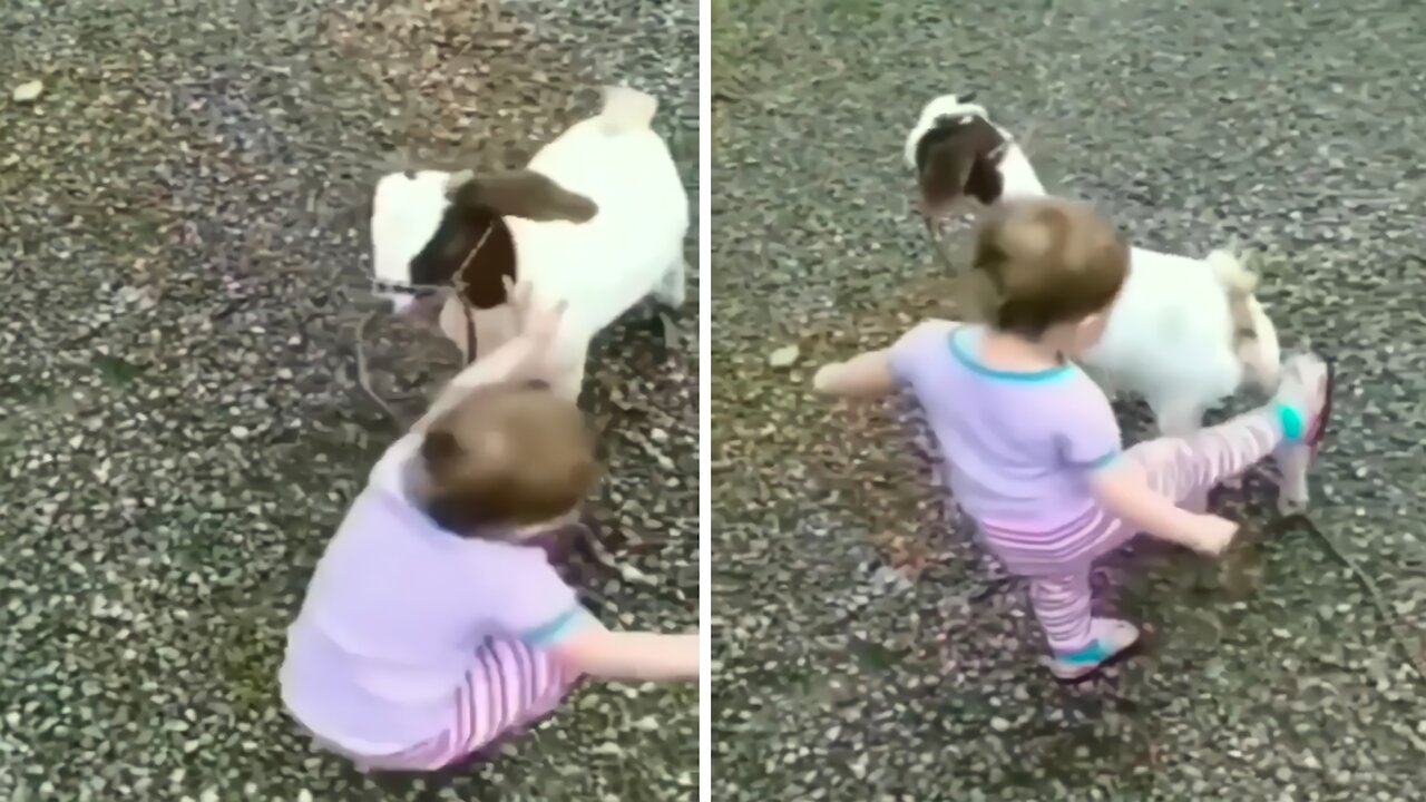 The cute kid has kicked the goat kid then the goat kid has attacked the kid