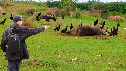 CHUPA CABRA ESTÁ APARECENDO E DEVORANDO ANIMAIS NESSE LUGAR?