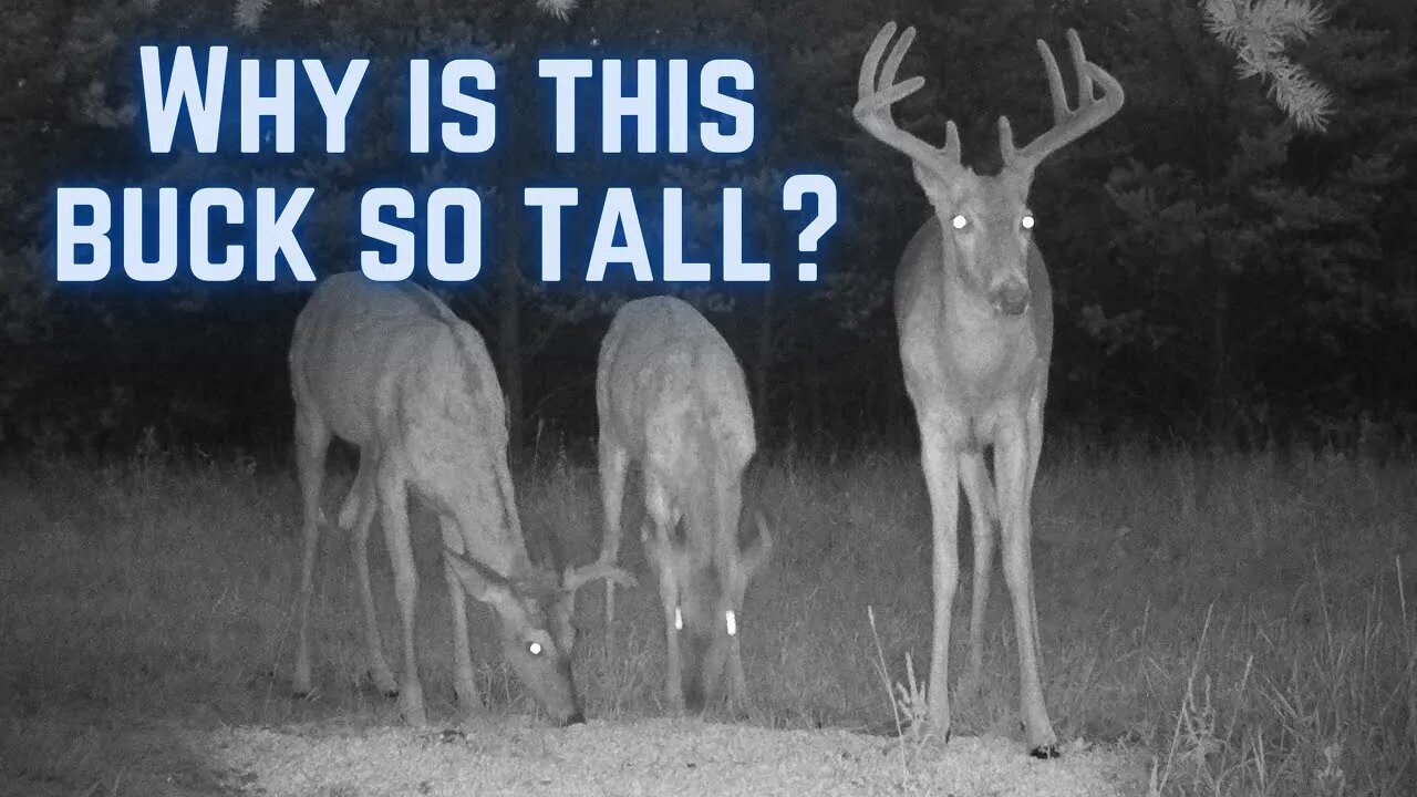 Check Out This Ridiculously Tall Buck!