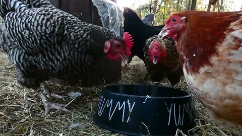 I scream, you scream, chickens scream for...cream cheese...?