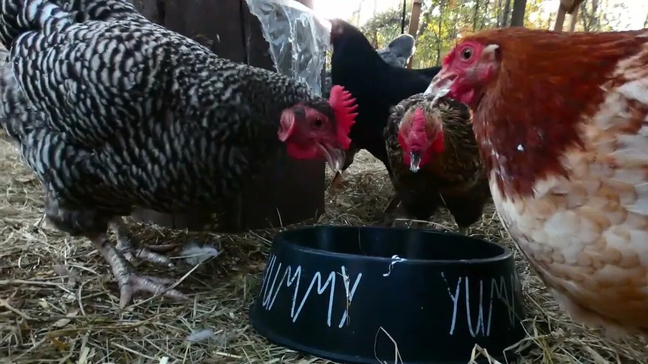 I scream, you scream, chickens scream for...cream cheese...?
