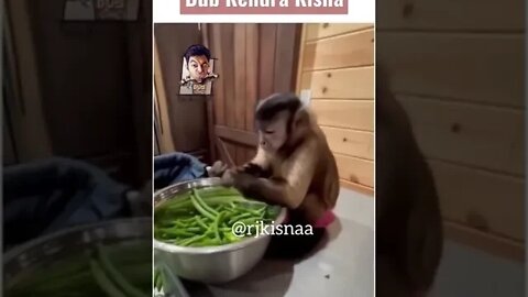 Monkey funny video