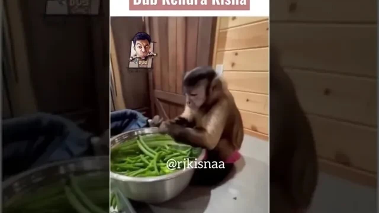 Monkey funny video