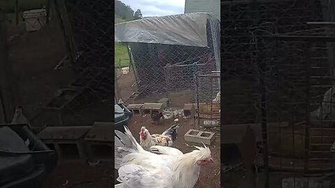 Farm cam. A lot of activity here if you look for it. Cockerels, hen with tiny chicks