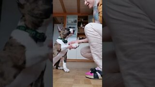 dog training, super cute Puppy loves training, English Bull Terrier training