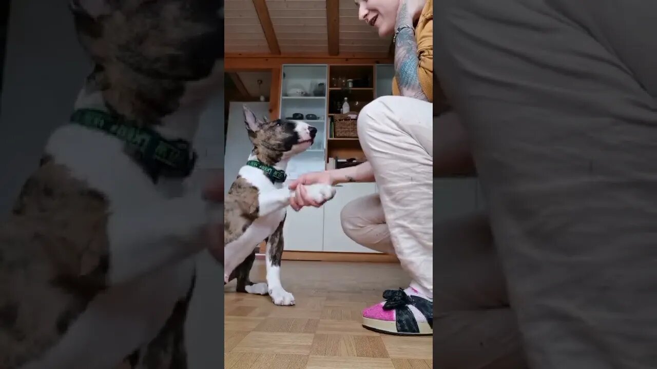 dog training, super cute Puppy loves training, English Bull Terrier training