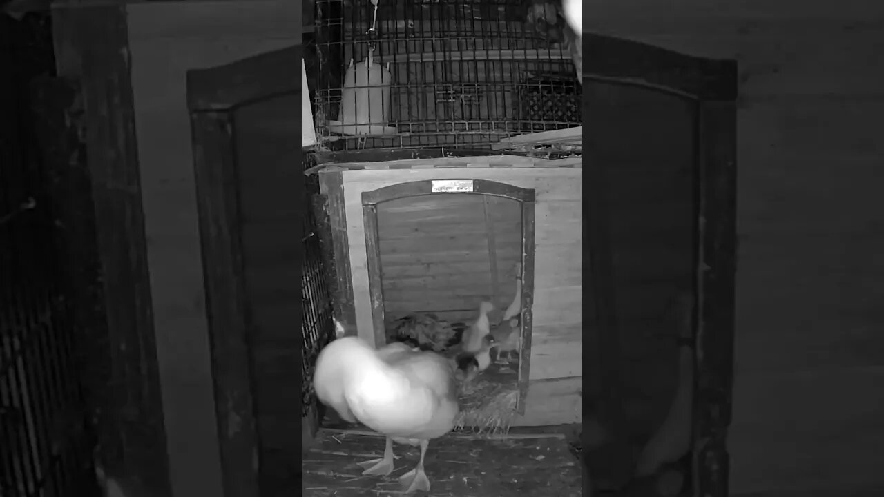 The secret lives of birds