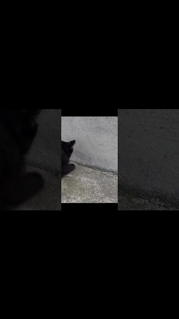 Соседям подбросили 2 маленьких котенок