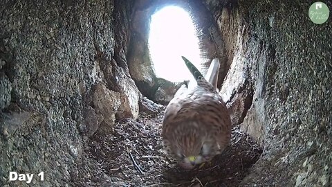 Kestrels Brave it Out After Several Brutal Raids on their Nest by Tawny Owls and a Jackdaw 2