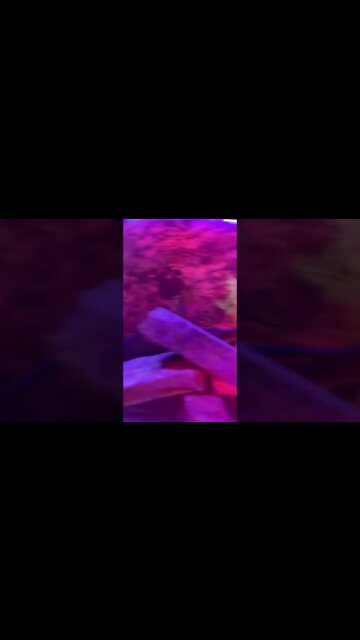 Working fish #aquaponics #aquaculture #startsmall #wtif