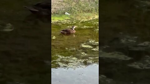 Florida Mottled Duck Pair #Florida #Ducks #Dontpolluteourwaters