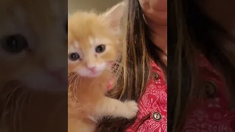 When that ONE kittens refuses to eat from a plate